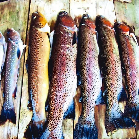 In A Charming Location On Forellenhof, Zorn Valley, * Dabo