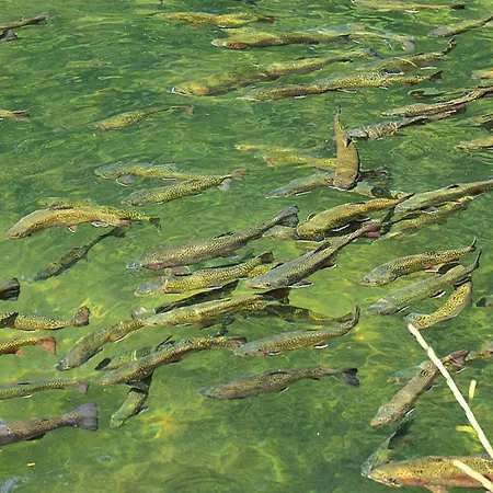 Apartman In A Charming Location On Forellenhof, Zorn Valley,