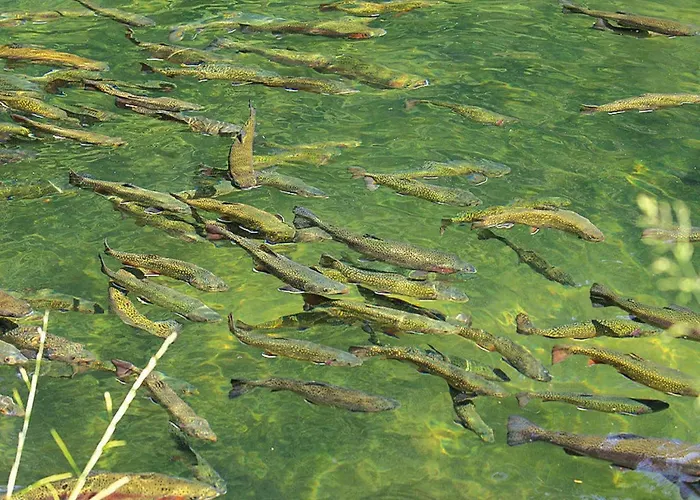 In A Charming Location On Forellenhof, Zorn Valley, 아파트 다보