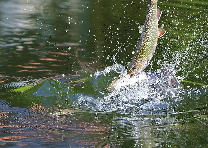 아파트 In A Charming Location On Forellenhof, Zorn Valley,