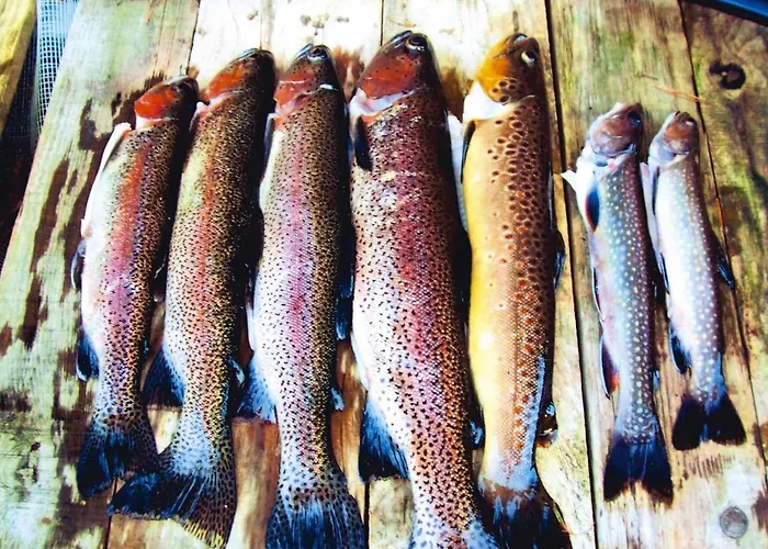 아파트 In A Charming Location On Forellenhof, Zorn Valley, 다보