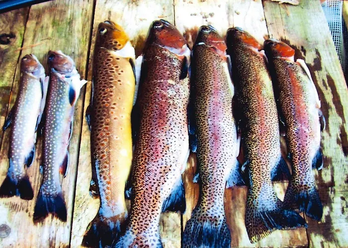 In A Charming Location On Forellenhof, Zorn Valley, 다보