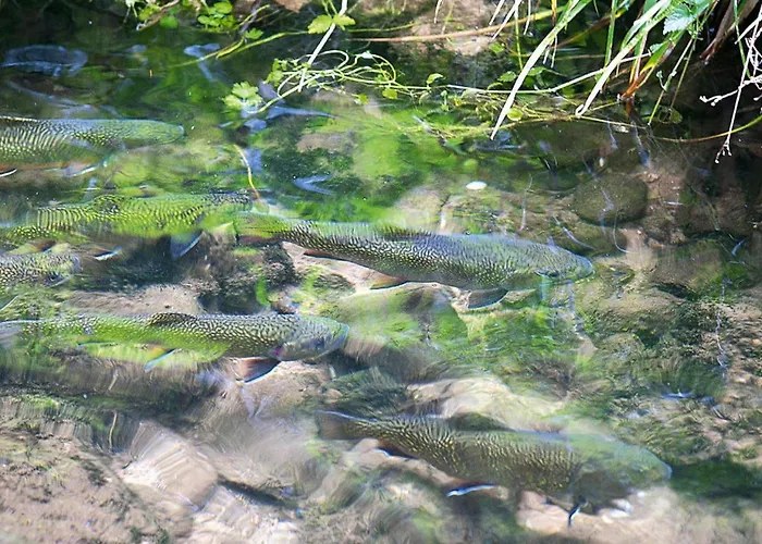 In A Charming Location On Forellenhof, Zorn Valley, 아파트