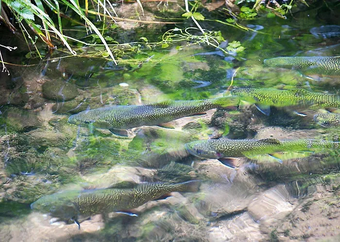 In A Charming Location On Forellenhof, Zorn Valley, 아파트 *