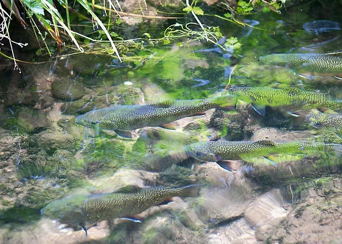 In A Charming Location On Forellenhof, Zorn Valley, *