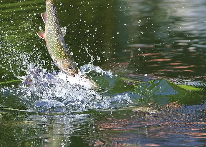 In A Charming Location On Forellenhof, Zorn Valley, *