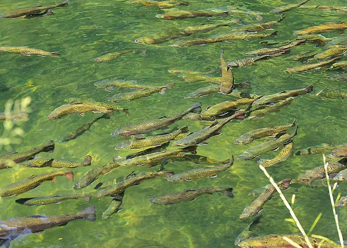 아파트 In A Charming Location On Forellenhof, Zorn Valley,